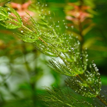 マツモ（水草）の増やし方！上手な植え方や増えない場合の対処法を解説！