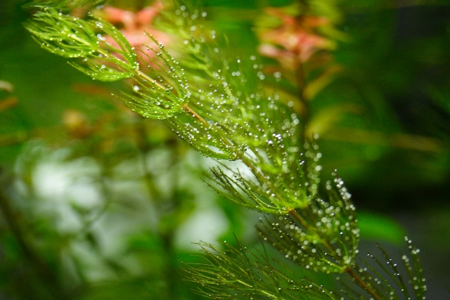 マツモ(水草)の増やし方!上手な植え方や増えない場合の対処法を解説!のイメージ