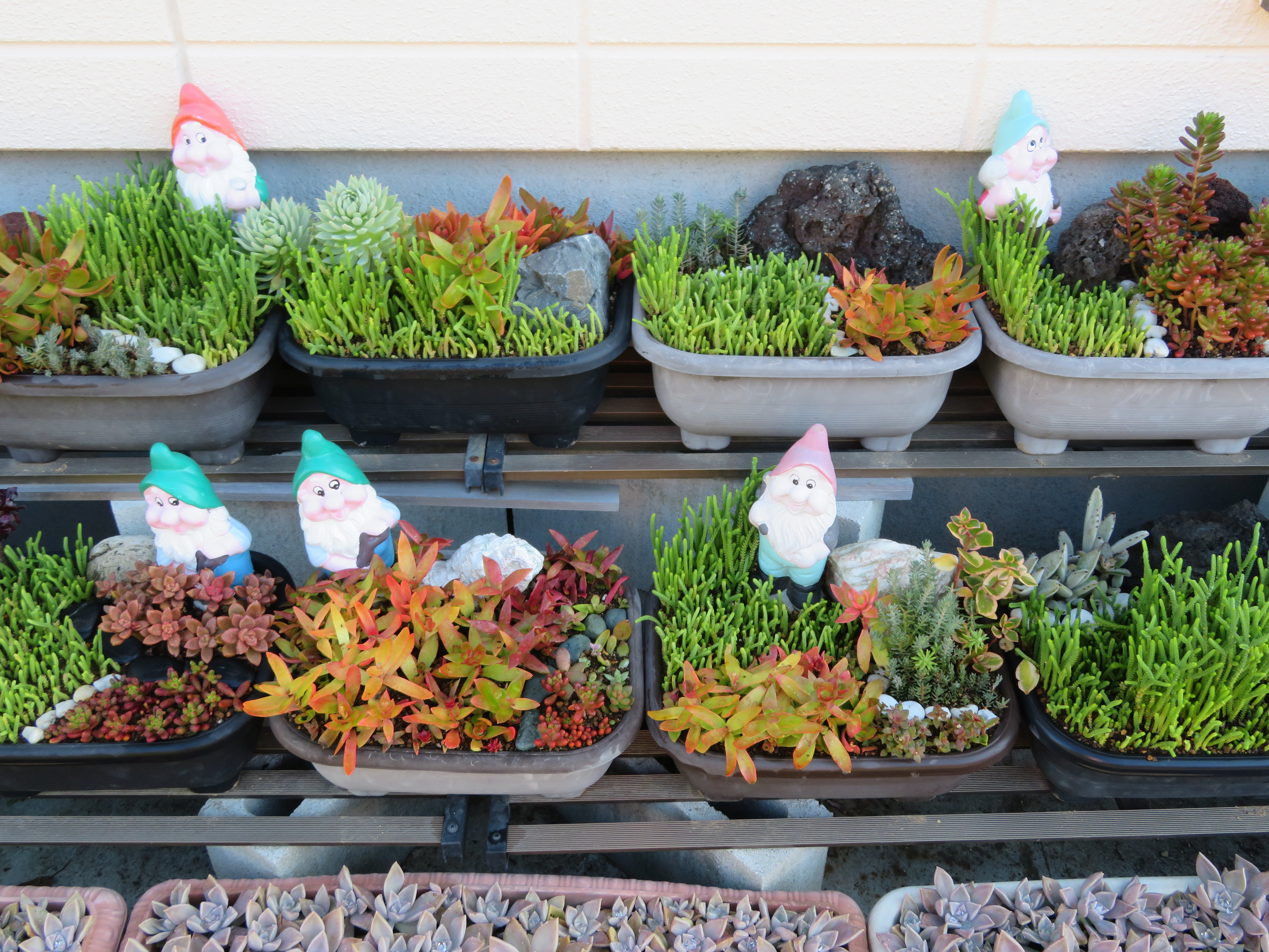 多肉植物の増やし方！増やすために大切なポイントを方法ごとに徹底解説！のイメージ