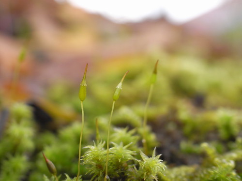 苔(コケ)の増やし方!上手な植え方や繁殖・栽培のコツをご紹介!のイメージ