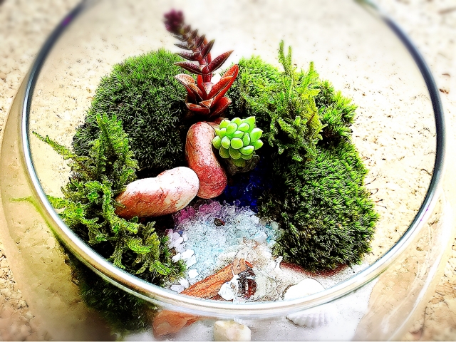 苔テラリウムの作り方!初心者向けに必要な材料・手順をご紹介!のイメージ