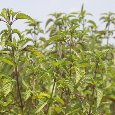 ナギナタコウジュとはどんな植物？特徴や利用法をご紹介！