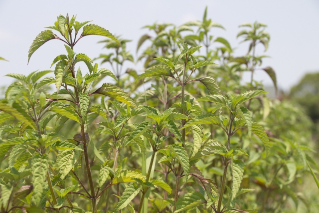 ナギナタコウジュとはどんな植物?特徴や利用法をご紹介!