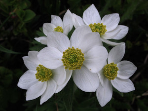 ハクサンイチゲとは？高山植物としての特徴や開花時期・花言葉を紹介！