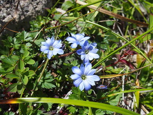 ミヤマリンドウとは？高山植物としての特徴や分布・開花時期を紹介！