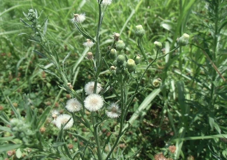 アレチノギクとは?特徴や見分け方を紹介!オオアレチノギクとの違いは?