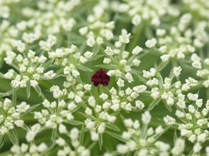 シャクとはどんな植物？特徴や利用法を解説！山菜として食べられる？