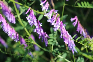 クサフジとは？名前の由来や花や葉の特徴をご紹介！開花時期はいつ？