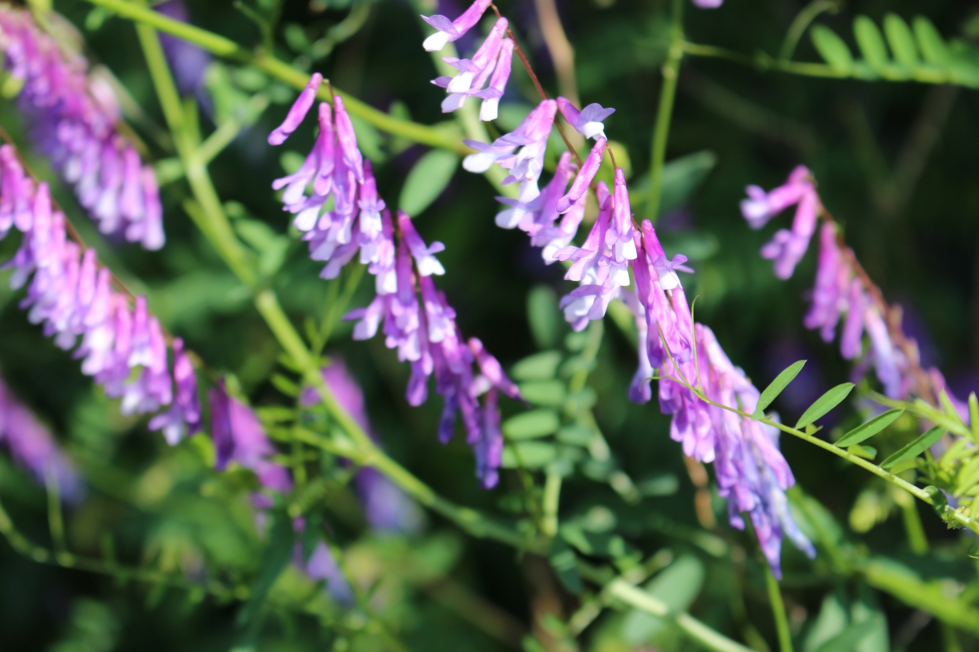 クサフジとは?名前の由来や花や葉の特徴をご紹介!開花時期はいつ?