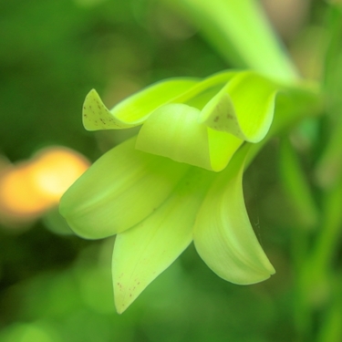 ウバユリ（姥百合）とは？特徴・花言葉から育て方や食べ方まで解説！