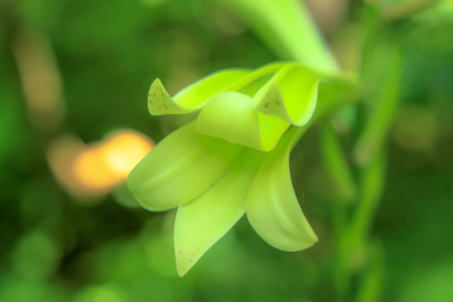 ウバユリ(姥百合)とは?特徴・花言葉から育て方や食べ方まで解説!