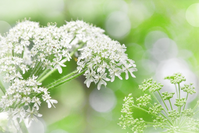 オオハナウドとは？特徴や見分け方をご紹介！ハナウドとの違いは？