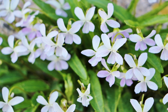 アリアケスミレとは？特徴や見分け方をご紹介！シロスミレとの違いは？