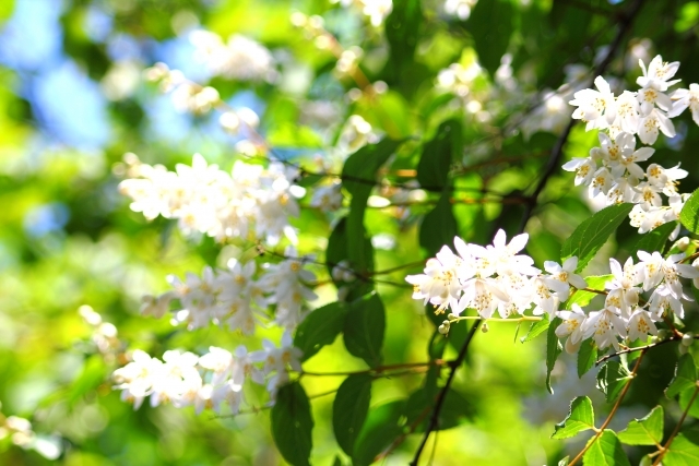 ガクウツギ(額空木)とは?葉や花の特徴や見分け方をご紹介!のイメージ