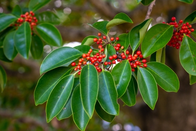 モチノキとは？特徴や剪定方法から病気・害虫対策など育て方を紹介！のイメージ