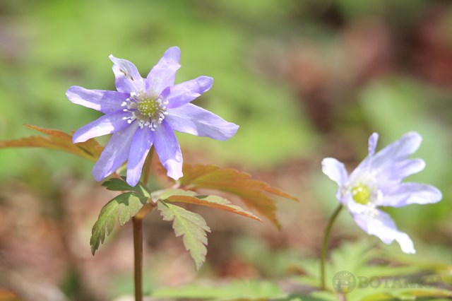 キクザキイチゲとは？特徴や見分け方を解説！アズマイチゲとの違いは？