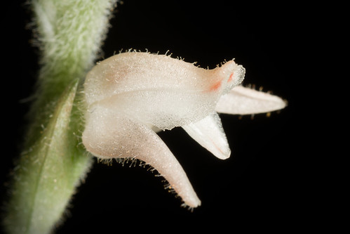 ミヤマウズラ(深山鶉)とは?特徴や見分け方を解説!育てられる?