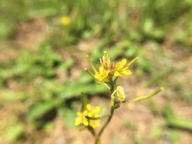 イヌガラシとは?特徴や見分け方をご紹介!雑草として駆除方法は?