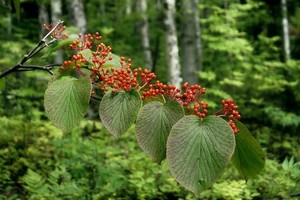 オオカメノキとは？特徴や見分け方をご紹介！開花時期はいつ頃？