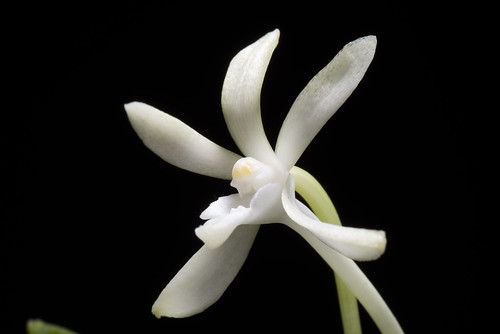 ノシラン(熨斗蘭)とは?名前の由来や特徴・見分け方・用途を紹介!