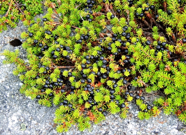 ガンコウラン（岩高蘭）とは？名前の由来や特徴・見分け方を紹介！