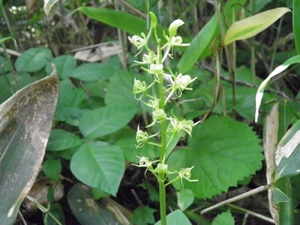 クモキリソウとは？葉・茎・花の特徴や見分け方を紹介！開花時期は？