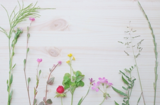 スズメノカタビラとは？特徴・芝生との見分け方や駆除方法をご紹介！のイメージ