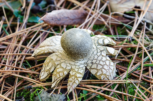 ツチグリ(土栗)とは?キノコの一種?その特徴や食べ方をご紹介!