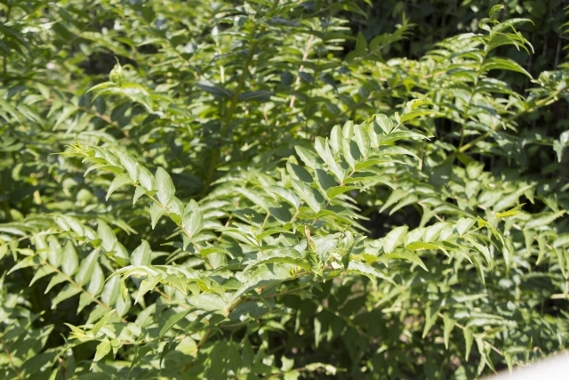 ドクウツギとは?自生地や特徴・見分け方を紹介!毒がある部位はどこ?