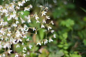 ユキノシタ（雪ノ下）ってどんな植物？特徴・効能や育て方を解説！