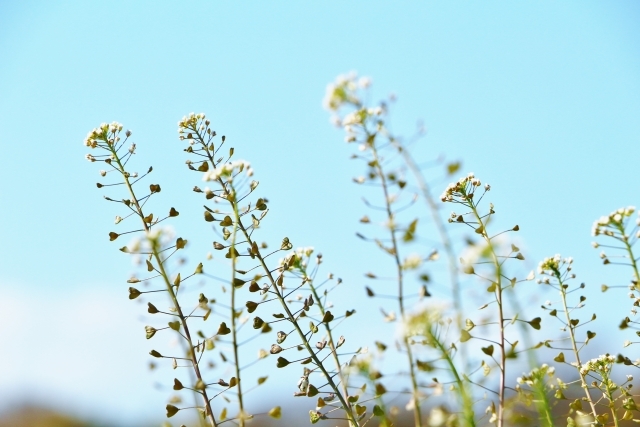 シロイヌナズナとは?どんな植物?特徴や用途をご紹介!のイメージ