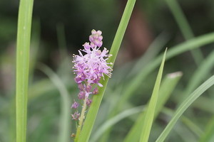 ツルボ（穂蔓）とは？特徴や見分け方をご紹介！開花時期はいつ？