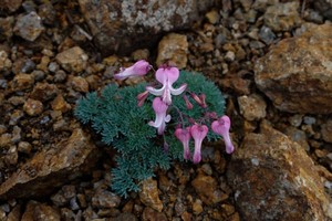 コマクサとは？高山植物の女王ともいわれる花の特徴・見分け方を解説！