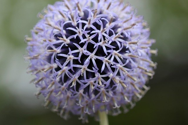 ヒゴタイ（平江帯）とは？特徴や見分け方から分布・開花時期まで解説！