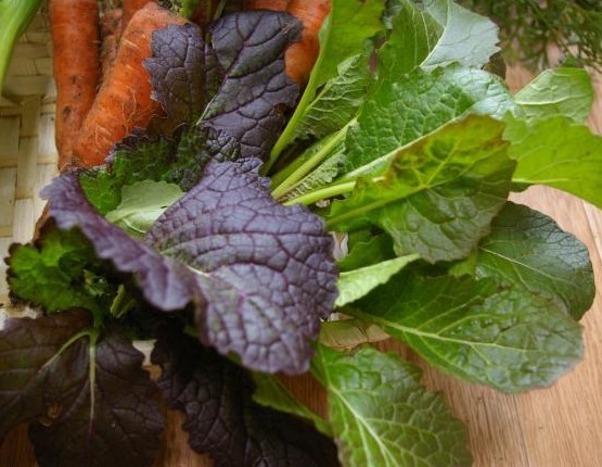 カラシナとは?植物としての種類・特徴・旬な時期から食べ方まで解説!