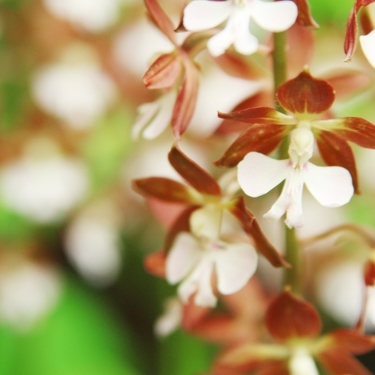 エビネの育て方！植え付け・植え替えから増やし方まで解説！