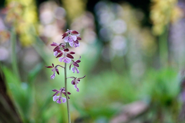 エビネ(海老根)とは?春咲き・夏咲きなどの種類や特徴をご紹介!のイメージ