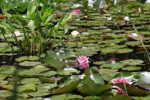 ミズオオバコとは？特徴や見分け方をご紹介！どんな水生植物？