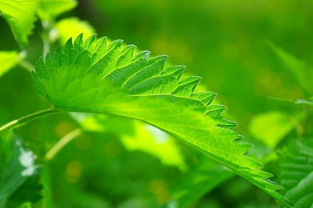 カラムシ(苧麻)とは?特徴・繊維などへの利用法や駆除方法をご紹介!のイメージ