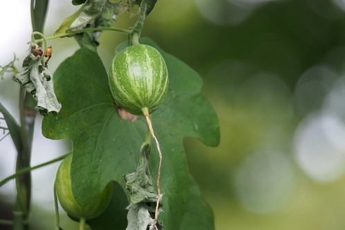カラスウリ(烏瓜)とは?植物としての特徴・育て方から食べ方まで!