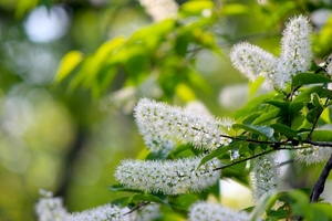 ウワミズザクラ（上溝桜）とは？花・葉・実の特徴や育て方をご紹介！