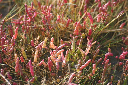 アッケシソウ（厚岸草）とは？特徴や見分け方・群生地などをご紹介！