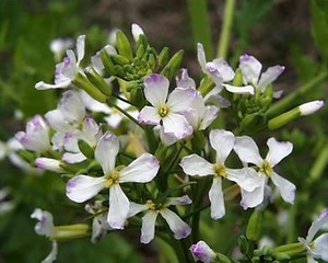 スズシロ（蘿蔔・清白）とは？花や葉の特徴やおいしい食べ方を紹介！