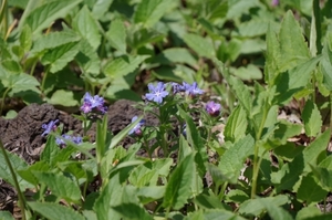 ホタルカズラとは？特徴や花言葉・育て方をご紹介！開花時期はいつ？