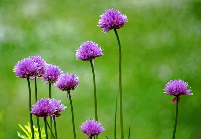 アサツキ（浅葱）とは？ネギに似た野菜の特徴や食べ方をご紹介！のイメージ