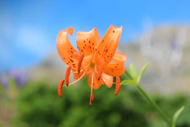 クルマユリ（車百合）とは？花や葉の特徴や花言葉・育て方をご紹介！
