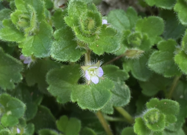 イヌノフグリとは?特徴や仲間を紹介!オオイヌノフグリとの違いは?