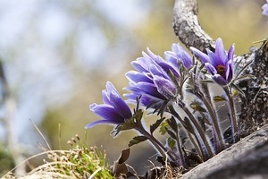 オキナグサ（翁草）とは？特徴や種類を解説！絶滅危惧種ってほんと？