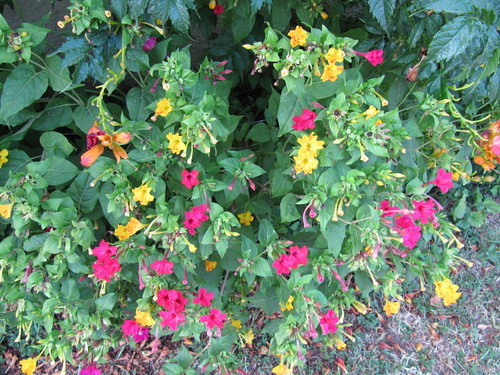 オシロイバナ（白粉花）とは？名前の由来や特徴・花言葉をご紹介！のイメージ