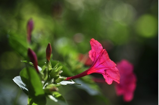 オシロイバナの育て方!種まきの仕方から開花までの管理のコツを解説!のイメージ